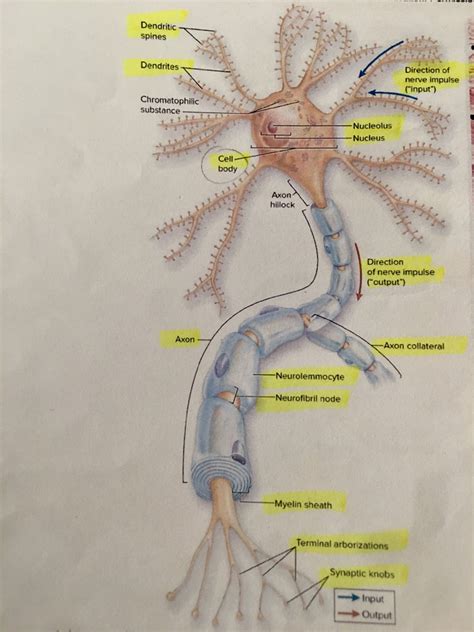 neuron structure Diagram | Quizlet