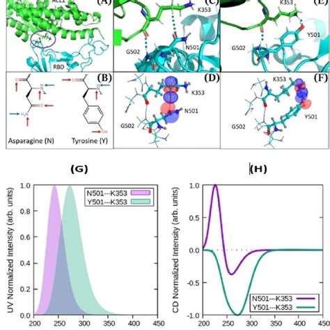 N Y Mutation A Snapshot Of The Dynamics Of The Rbd Ace Complex