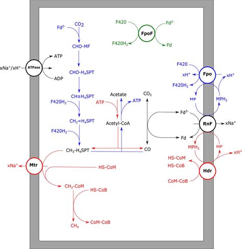 Aceticlastic And Carboxydotrophic Metabolism Of Methanosarcina Download Scientific Diagram