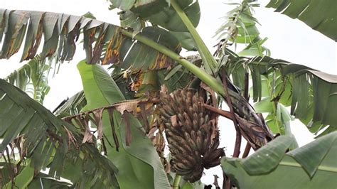 Banana Rust Thrips Disease Spreads To Rukungiri