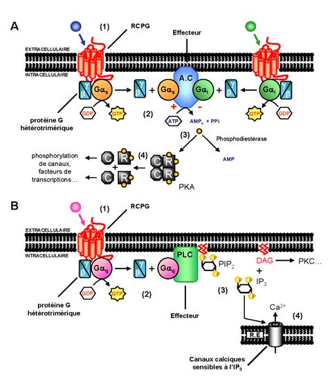 Récepteurs couplés aux protéines G Définition et Explications