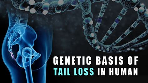 Genetic Basis of Tail Loss in Human - YouTube