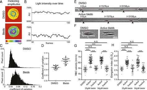 Myosin Iia Interacts With The Spectrin Actin Membrane Skeleton To