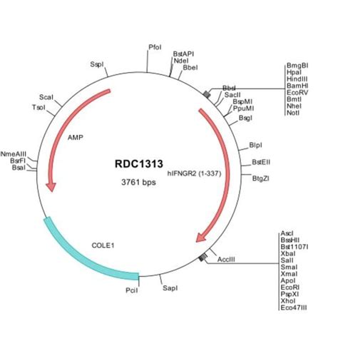 R D Systems Human Ifn Gamma R Np Versaclone Cdna G Protein