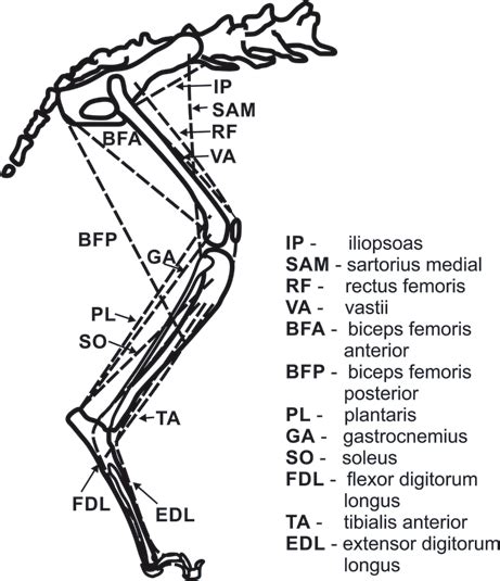 Musculoskeletal Model Of The Cat Hindlimb Model Of The Second