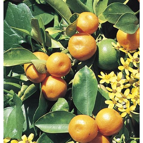 Citrus Reticulata 'Calamondin' Tree (L5172c&M) at Lowes.com