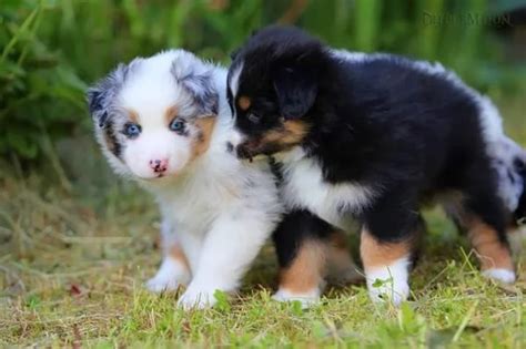 Vendita Australian Shepherd Da Privato A Bologna Cuccioli Di Pastore