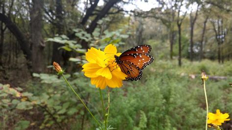 Botanical Gardens : r/Austin