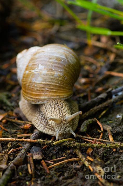 Edible Snail Photograph by Steen Drozd Lund - Fine Art America