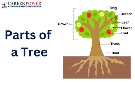 The Three Parts Of A Tree Design Talk