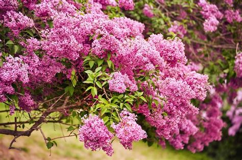 Premium Photo | Beautiful fresh purple violet flowers close up of ...