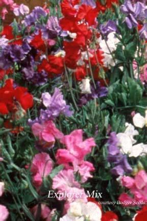 Lathyrus Odoratus Explorer Dwarf Mix Sweet Pea Plants Garden