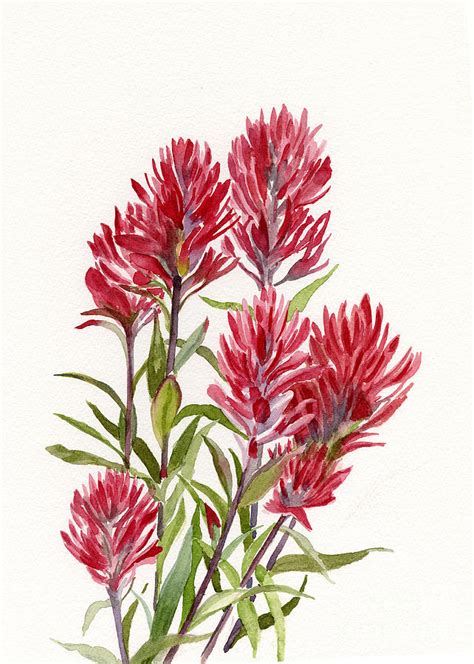 Indian Paintbrush Painting By Sharon Freeman