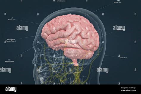 Frontal Anatomy Hi Res Stock Photography And Images Alamy