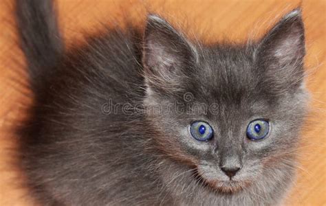 Gatinho Cinzento Bonito Olhos Azuis Foto De Stock Imagem De