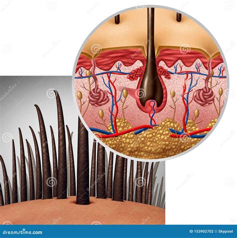 Hair Follicle Anatomy Royalty-Free Cartoon | CartoonDealer.com #153902702