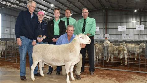 Australia S Top Terminal And Maternal Ram Studs Of Farm