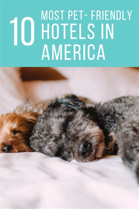 10 Most Pet-Friendly Hotels – Cheers and Confetti Blog by Eventective