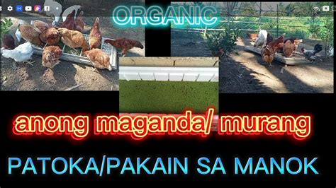 Anong Magandang Patoka Pakain Sa Ating Mga Manok Organic Na Patoka Sa