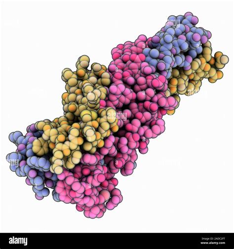 Ebola Virus Membrane Fusion Subunit GP2 Computer Model Showing The