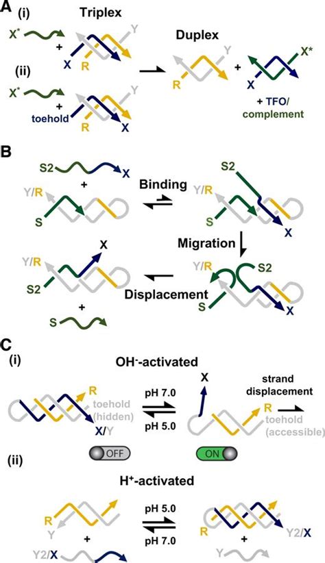 Triplex Forming Oligonucleotides A Third Strand For Dna Nanotechnology