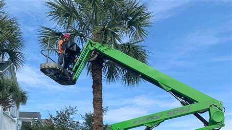 Palm Tree Trimming | Planet Green Tree Service