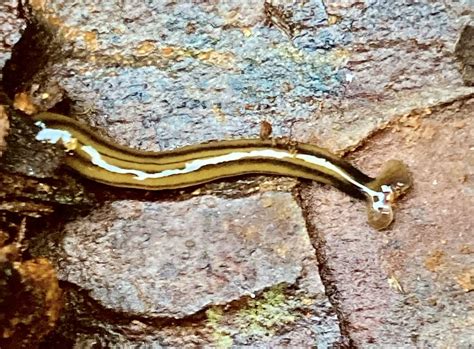 Kinda Creepy Hammerhead Flatworm Bipalium Kewense Carla Daniell