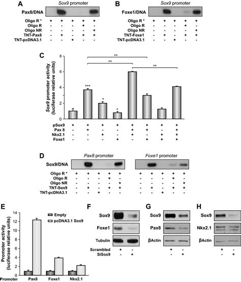 Involvement Of Sox In The Thyroid Transcriptional Regulatory Network