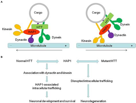 Frontiers Huntingtin Associated Protein Associated Intracellular