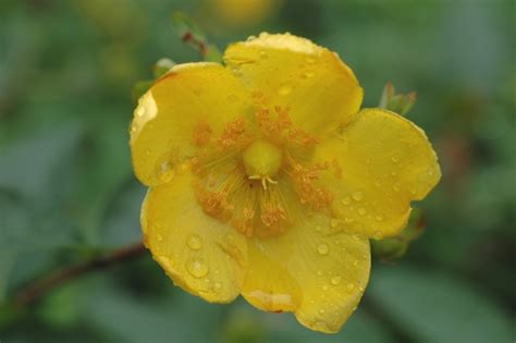 Hypericum 'Hidcote' | Hidcote St. Johnswort | Pots and Plants on the Pike