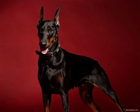 Doberman Wallpaper - WallpaperSafari