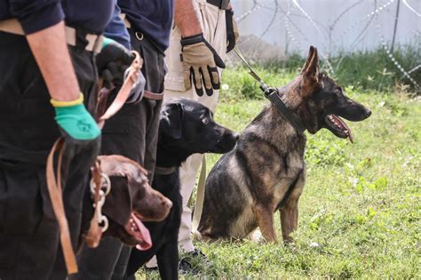 Abandoned Dogs Get New Homes After Afghanistan Withdrawal