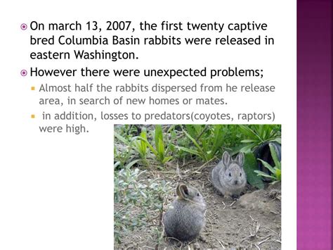 PPT - Columbia basin pygmy rabbit PowerPoint Presentation, free ...