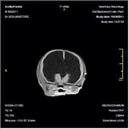 Veterinary Neurology Practical Neurology