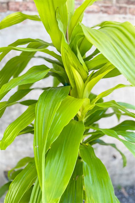 Dracaena Fragrans Limelight Staggered Cane 10 Sprout Home