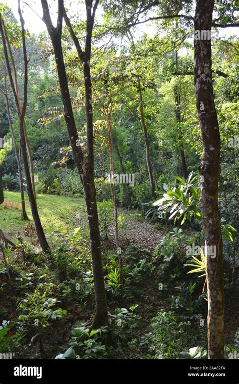 Trees in jungle Costa Rica Stock Photo - Alamy