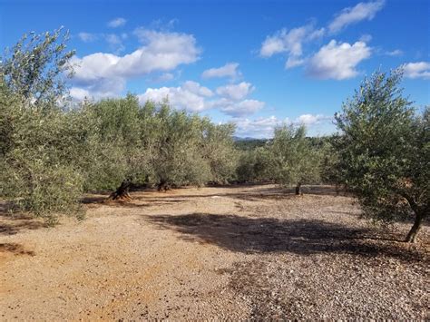 Comprar Finca R Stica En Masdenverge Finca R Stica De Olivos Con Casa