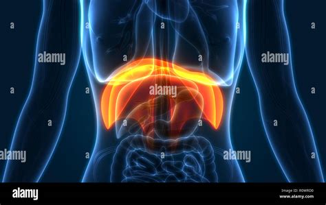 Human Diaphragm Anatomy Stock Photo Alamy