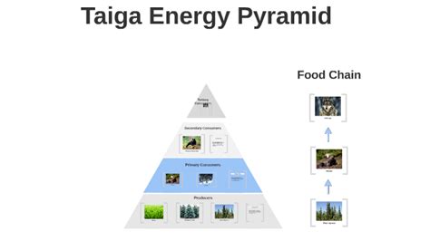 Taiga Energy Pyramid by Fernando Soriano on Prezi