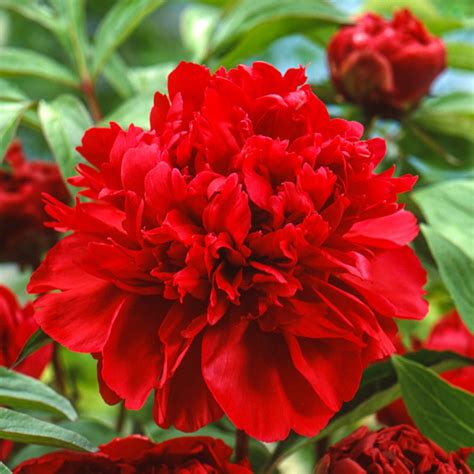 Karl Rosenfield Peony | Buy Online | Breck's