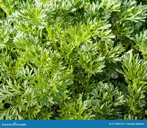 Closeup Of Fresh Growing Sweet Wormwood Artemisia Annua Sweet Annie