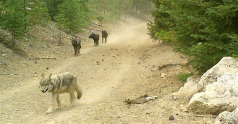 Whaleback Pack Delivers Californias Largest Known Wolf Litter In Over