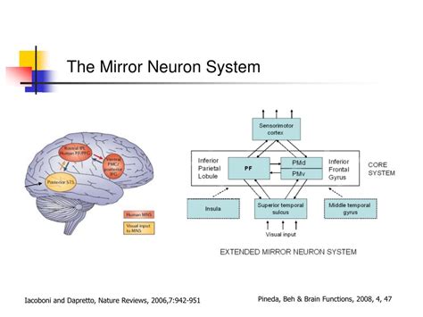 PPT - Social Cognition and the Mirror Neuron System of the Brain ...