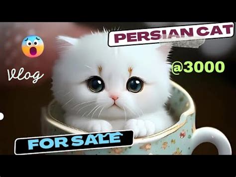 Persian Cats In Hyderabad Doll Face Kitten 8688284092 Hyderabad Fusion