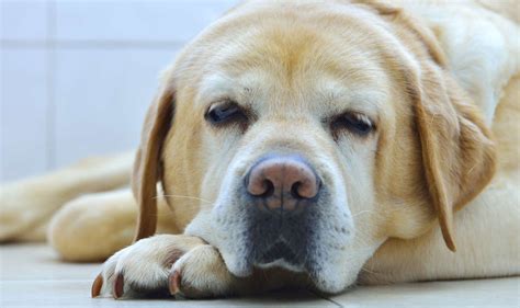 Potty Training An Older Dog The Labrador Site