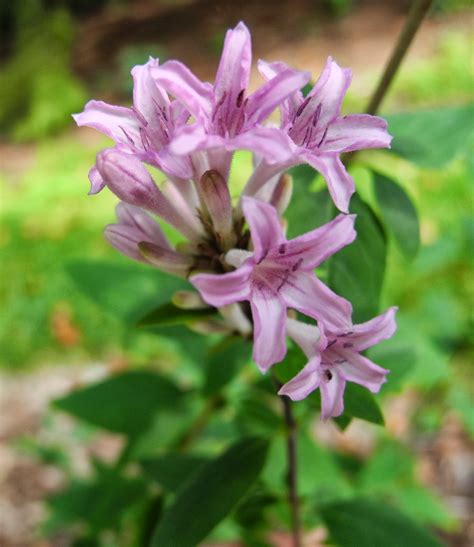 The Phytophactor: New fall flowering shrub - "dwarf lilac"