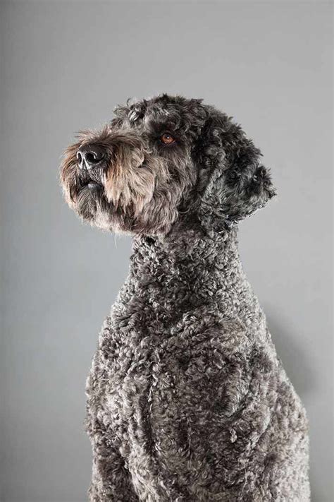 Labradoodle Dog Breed Information - A Guide To The Labrador Poodle Mix ...