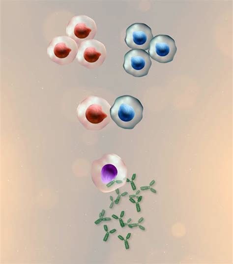 Understanding Hybridoma Technology For Monoclonal Antibody Production The Scientist Magazine®