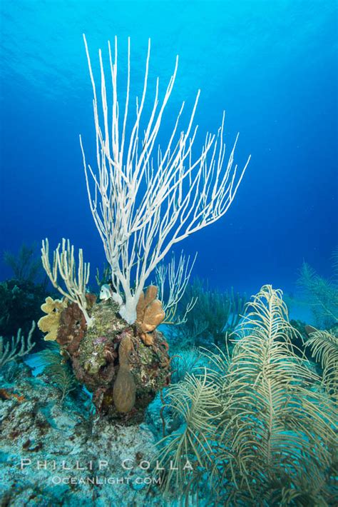 Gorgonian Soft Corals Grand Cayman Island Cayman Islands 32247