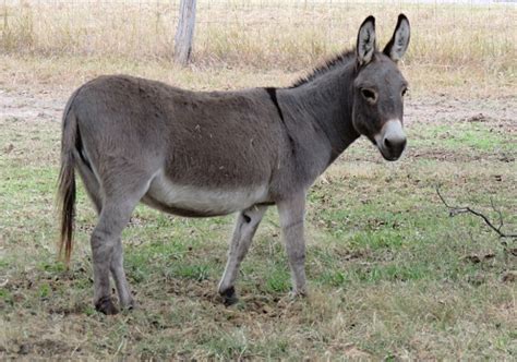 Miniature Donkey With Cross On Its Back Stock Photo - Download Image ...